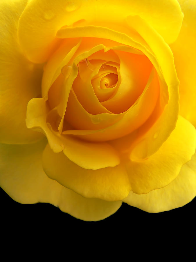 Summer Photograph - Golden Yellow Rose and Black by Jennie Marie Schell