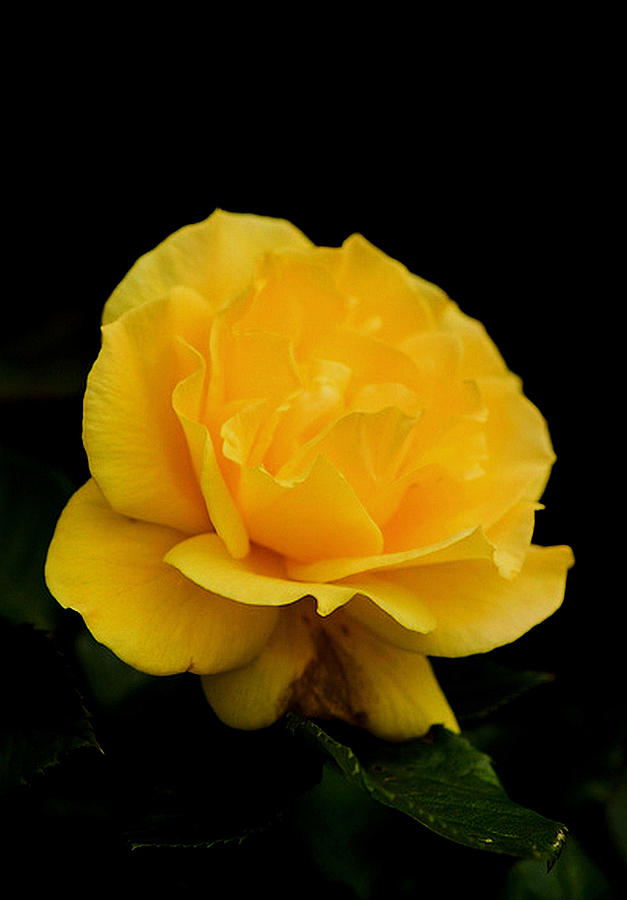 Golden Yellow Rose Isolated on Black Background  Photograph by Taiche Acrylic Art