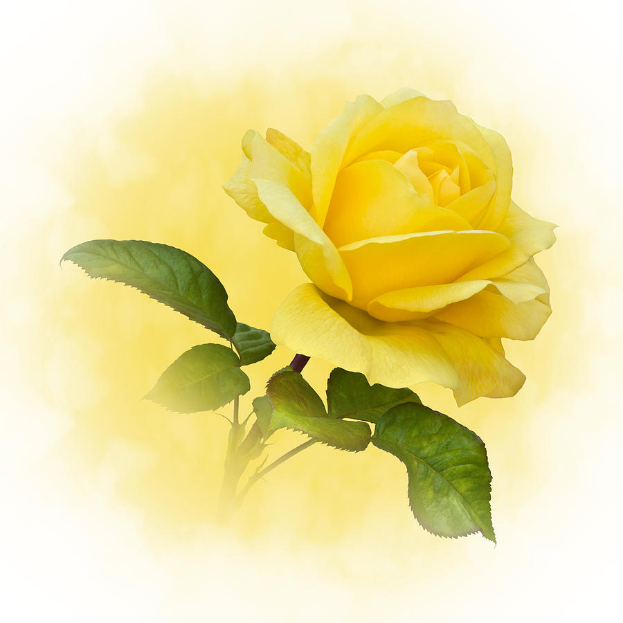 Golden Yellow Rose Photograph by Jane McIlroy