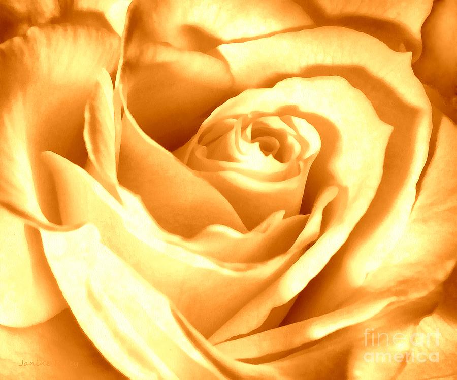 Golden Yellow Rose Photograph by Janine Riley