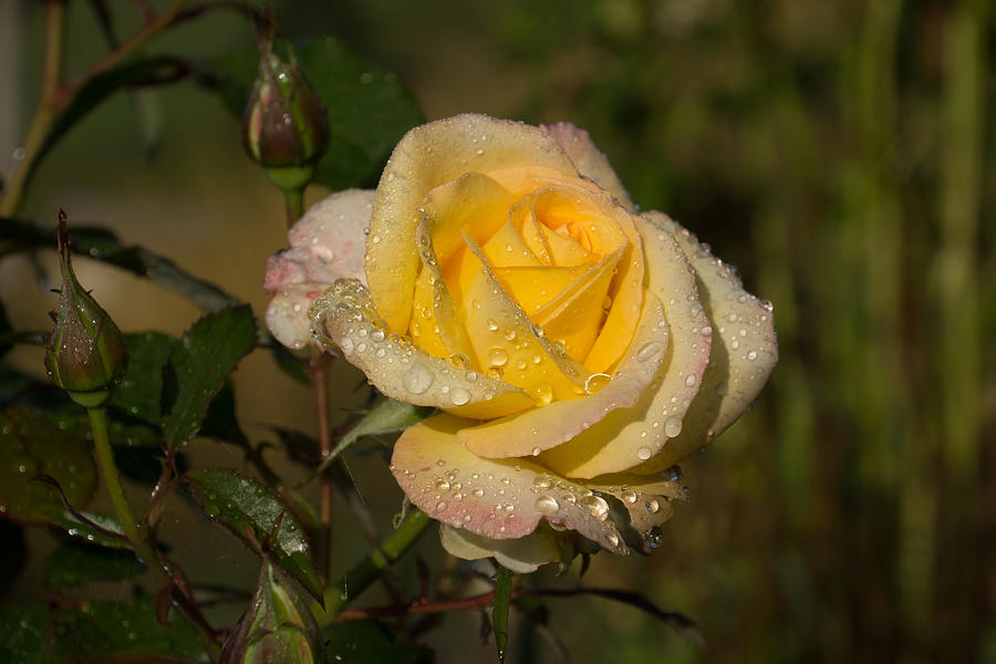 Golden Yellow Sparkles - a Glowing Young Rose With Dewdrops Photograph by Georgia Mizuleva