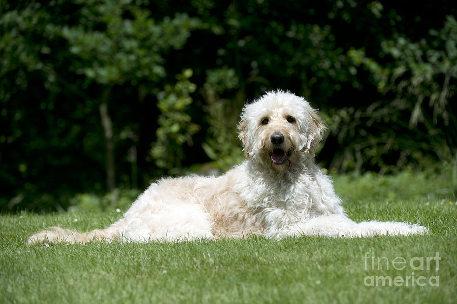 Goldendoodle Dog Photograph by John Daniels