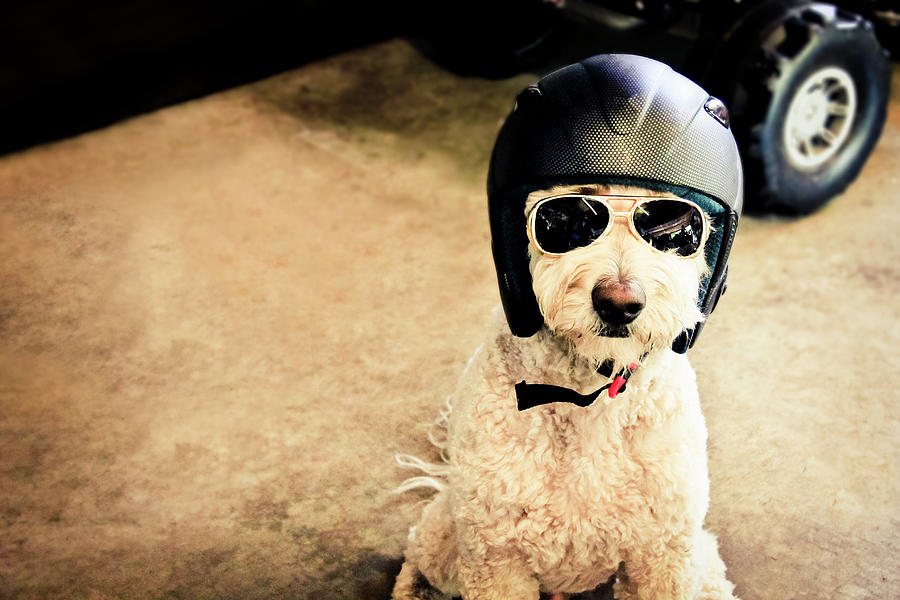 Goldendoodle Dog With Helmet And Photograph by Brooke Anderson Photography