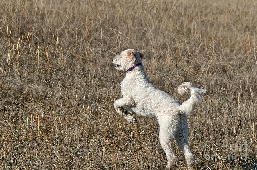 Nature Photograph - Goldendoodle Jumping by William H. Mullins