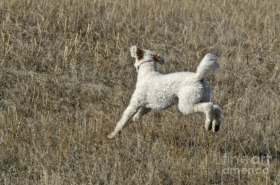 Nature Photograph - Goldendoodle Running by William H. Mullins