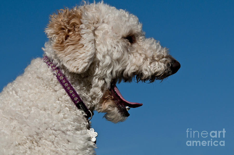 Nature Photograph - Goldendoodle Yawning by William H. Mullins