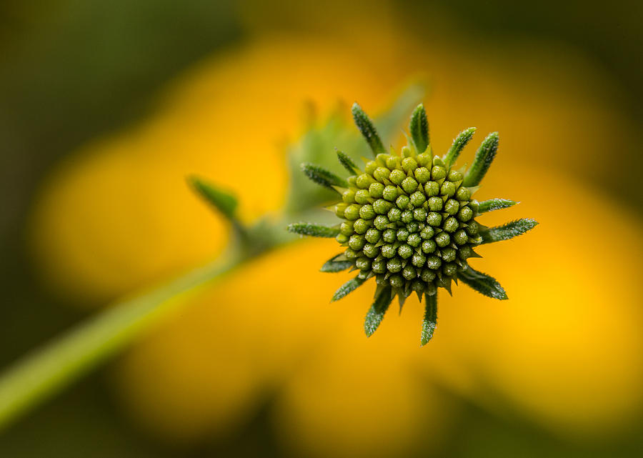 Goldeneye Buds Photograph by Steven Schwartzman