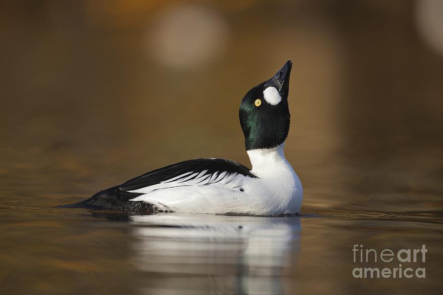 Goldeneye Duck Displaying Photograph by Simon Booth Fine Art America
