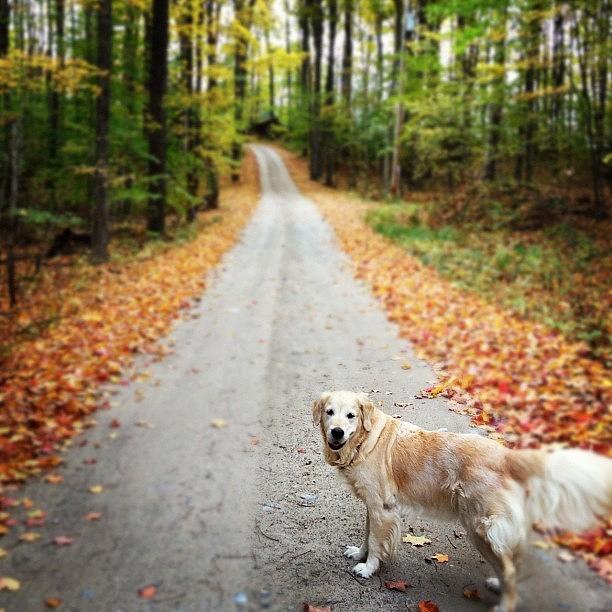 Fall Photograph - #goldenretriever #dog #cute by Krista Duke