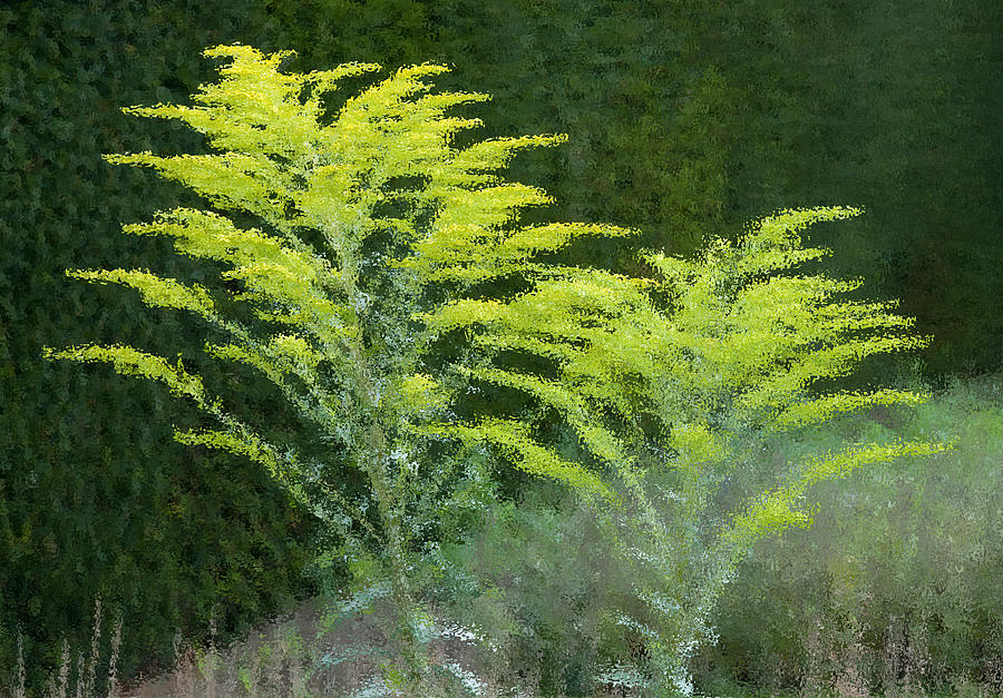 Goldenrod Beside a Hedge Photograph by Rob Huntley