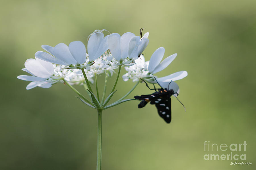 Goldenrod Crab Spider and Nine-spotted moth on White FLower Photograph by Jivko Nakev