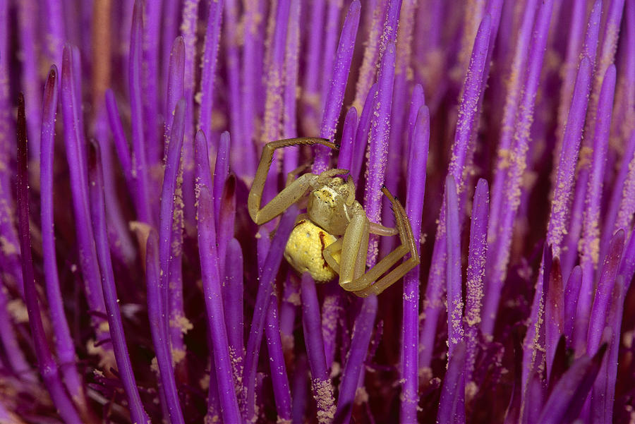 Goldenrod Crab Spider Female Photograph by Gerry Ellis