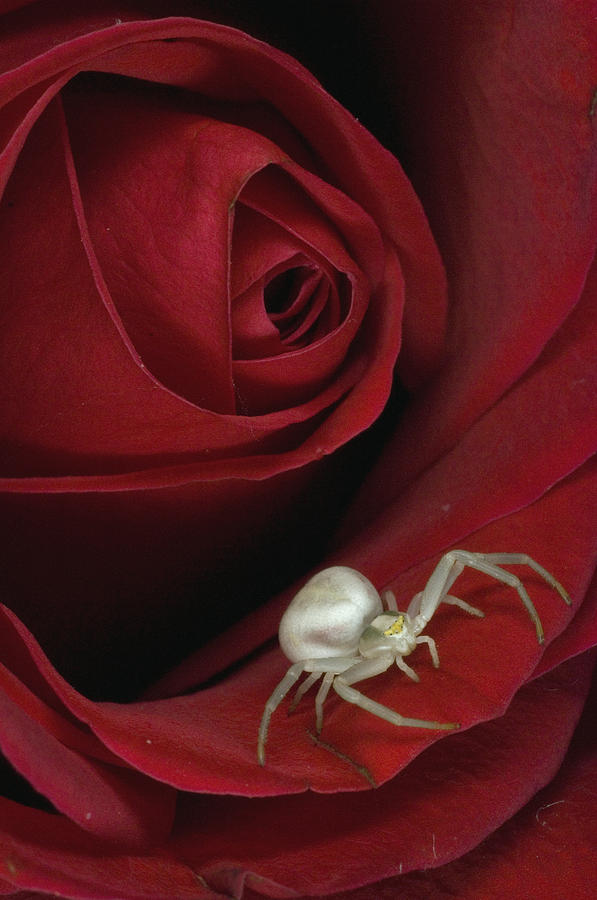 Goldenrod Crab Spider On Rose Alaska Photograph by Michael Quinton