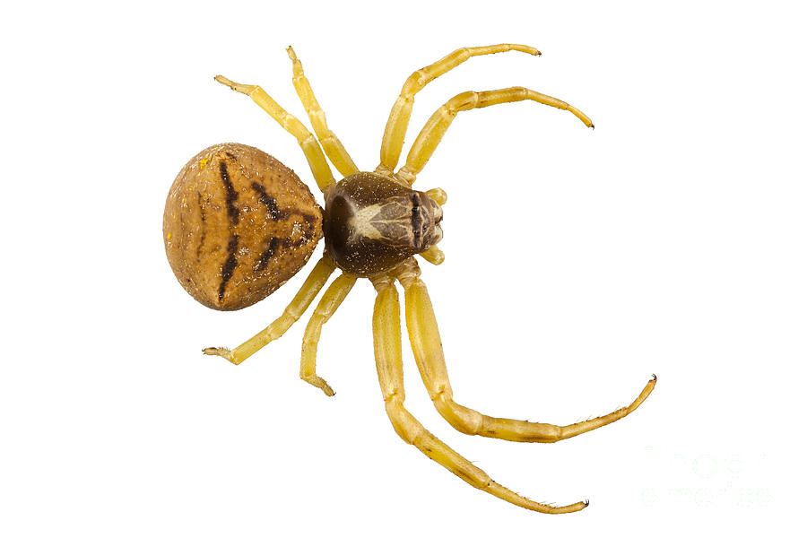 goldenrod crab spider species Misumena vatia Photograph