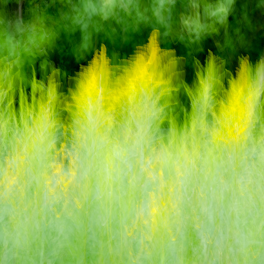 Goldenrod flurry Photograph by Rob Huntley
