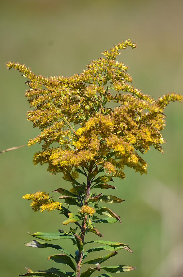 Goldenrod in Autumn Photograph by Maria Urso