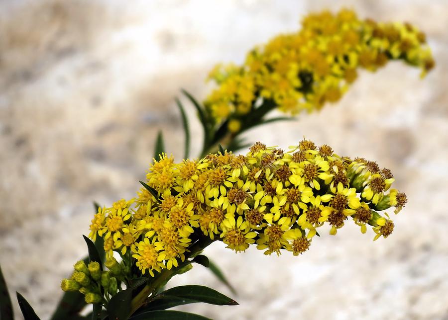 Goldenrod Photograph by Janice Drew
