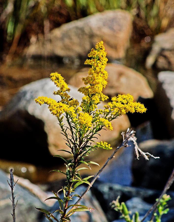 Goldenrod on the Rocks Photograph by Bill Swartwout