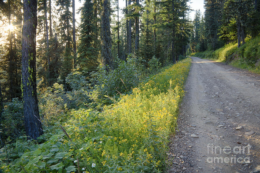 Goldenrod Road Photograph by Idaho Scenic Images Linda Lantzy