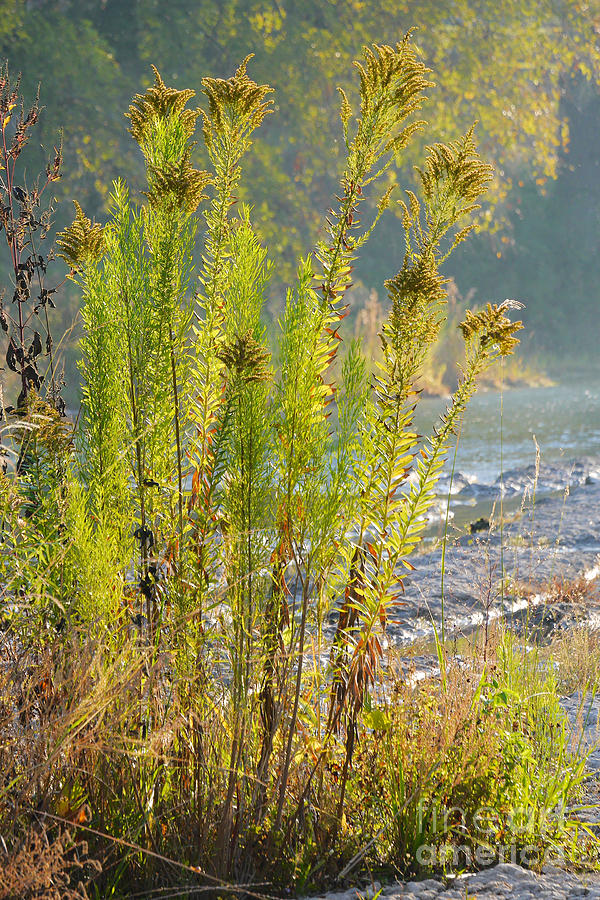 Goldenrods on the Bank Photograph by Gary Richards Fine Art America