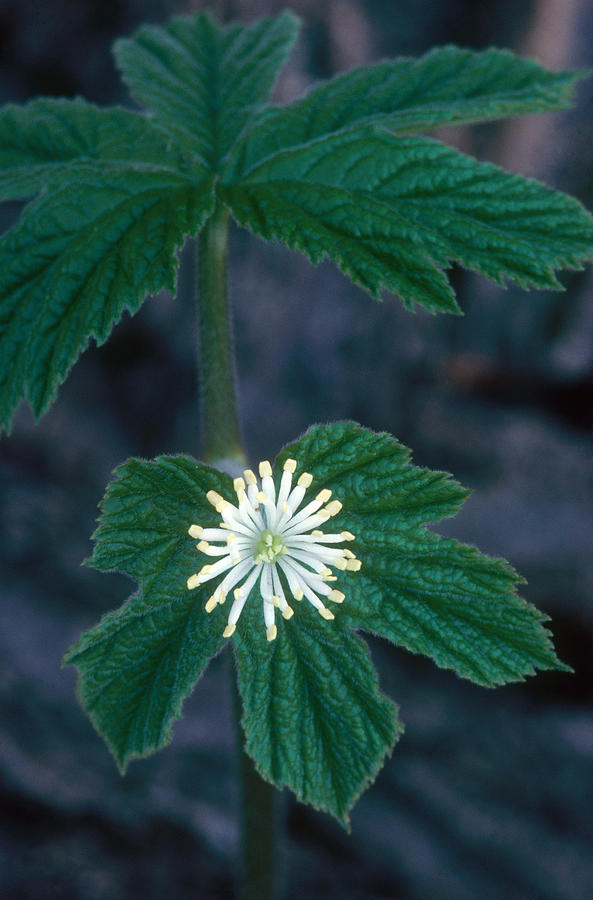 Goldenseal Photograph by Jeffrey Lepore