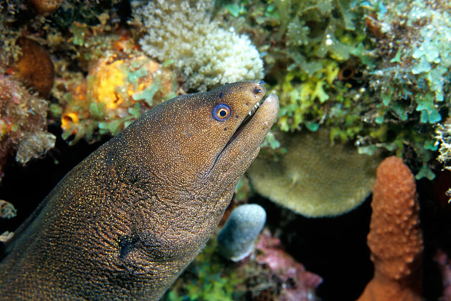 Goldentail Moray Gymnothorax Miliaris Photograph by Andrew J. Martinez ...