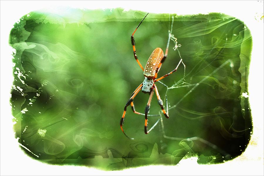 Golder Orb Spider ver. - 1 Photograph by Larry Mulvehill