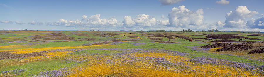 Nature Photograph - Goldfield Flowers In A Field, Table by Panoramic Images
