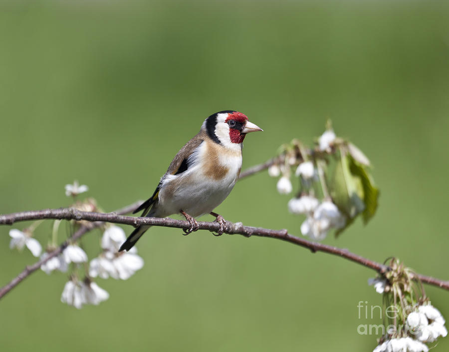 Goldfinch and Plum Blossom Photograph by Liz Leyden