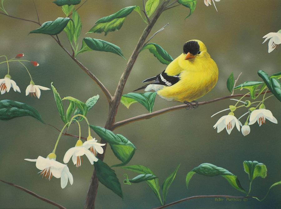 Finch Painting - Goldfinch and Snowbells by Peter Mathios