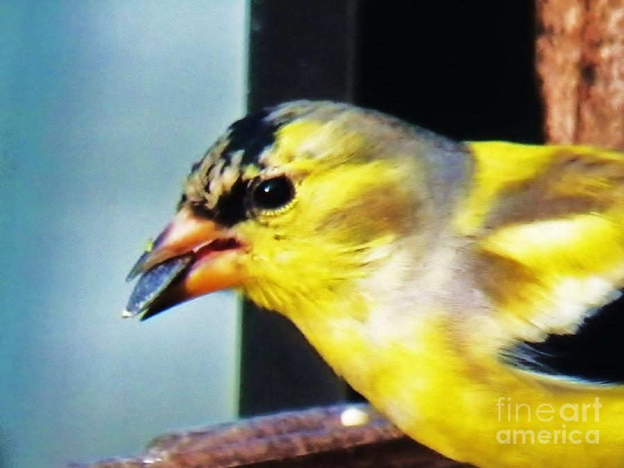 Finch Photograph - Goldfinch and Sunflower Seed by Judy Via-Wolff