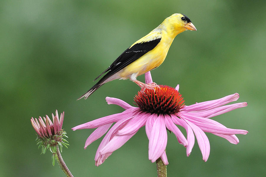 Goldfinch atop Cone Flower Photograph by Alan Lenk