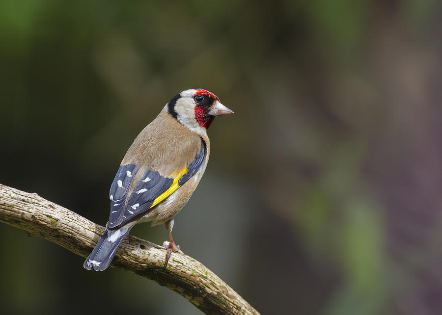 Goldfinch Carduelis carduelis Photograph by Chris Smith
