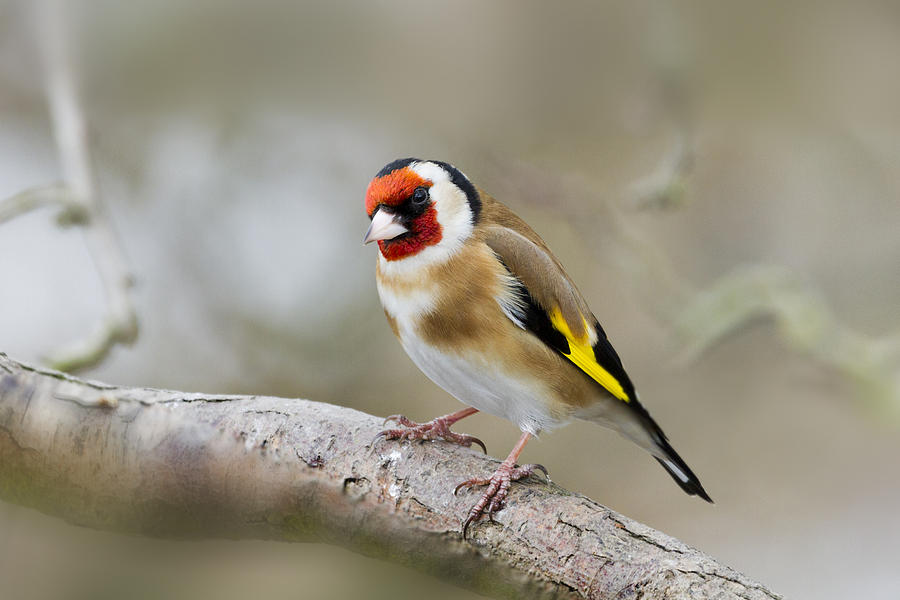 Goldfinch  Photograph by Chris Smith