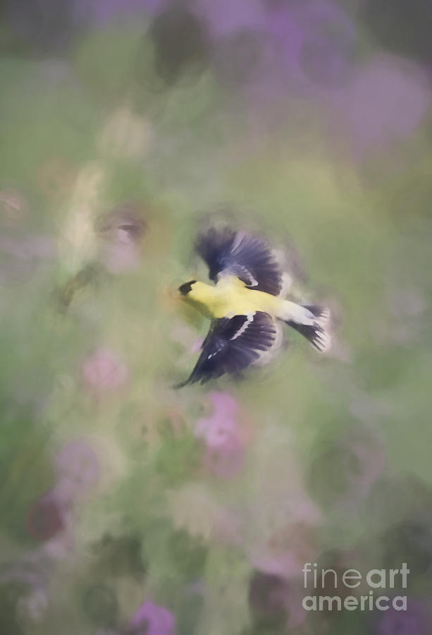 Goldfinch Dreams Photograph by Kerri Farley