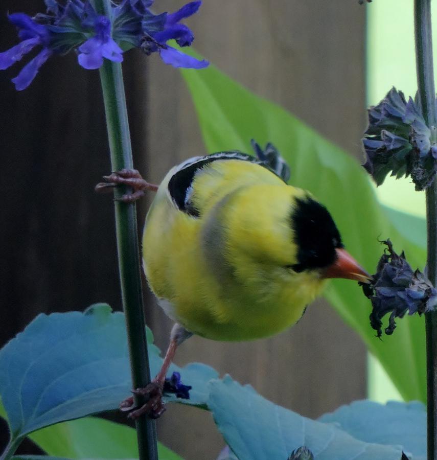 Goldfinch feeding by Frank Hamilton Goldfinch feeding by Frank Hamilton