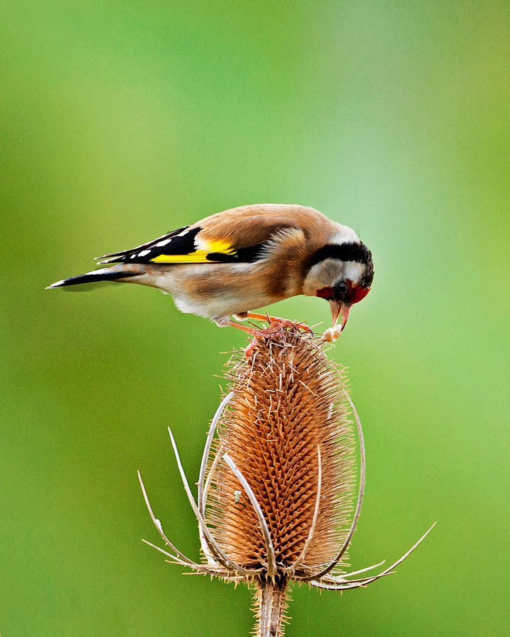 Goldfinch feeding on Teasel comb. Photograph by Paul Scoullar