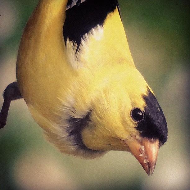 Wildlife Photograph - #goldfinch #finch #birds #bird by Robb Needham