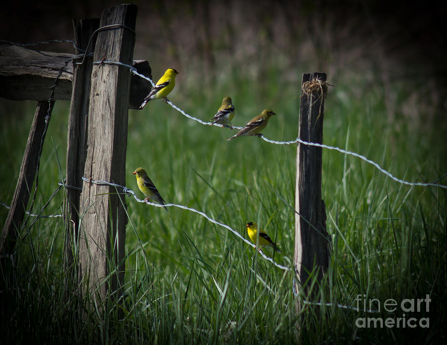 Goldfinch Gathering Photograph by Douglas Stucky