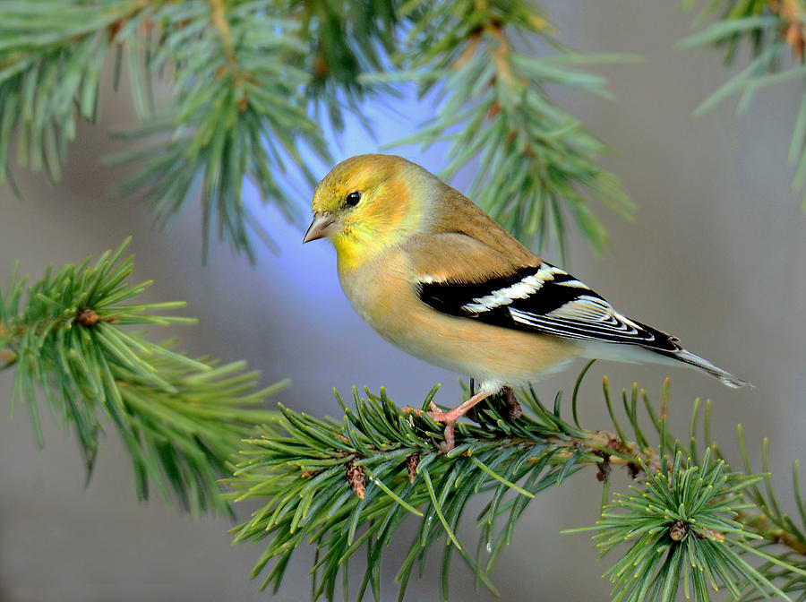 Goldfinch in a Fir Tree Photograph by Rodney Campbell