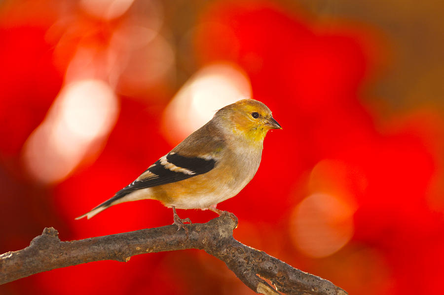 Bird Photograph - Goldfinch in autumn colors by Randall Branham