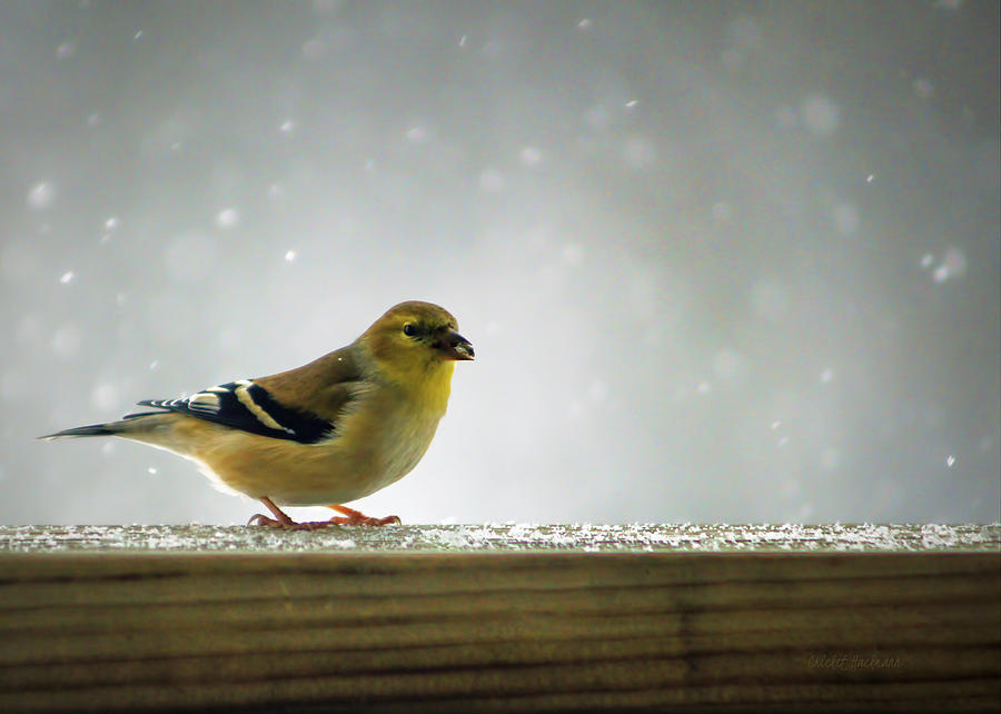 Goldfinch in Bloom Photograph by Cricket Hackmann