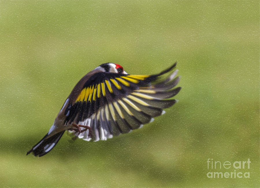 Finch Digital Art - Goldfinch in fight by Liz Leyden
