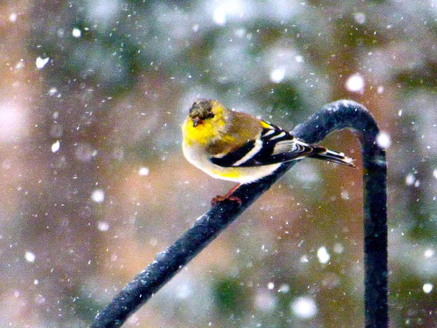 Goldfinch in Snow Photograph by Jean Wright