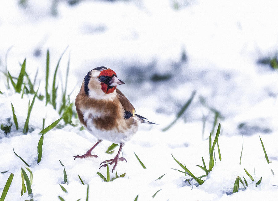 Winter Digital Art - Goldfinch in snow by Liz Leyden