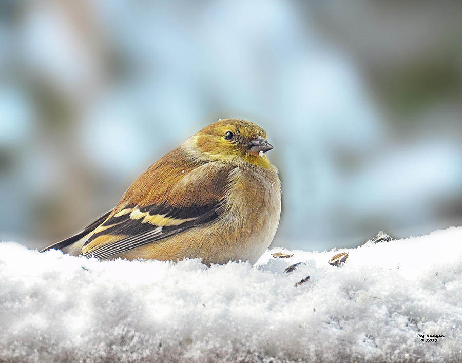 Goldfinch in Snow Photograph by Peg Runyan