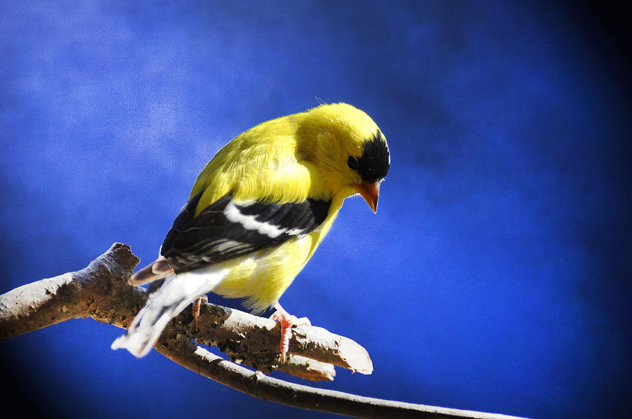 Goldfinch in the Blues Photograph by Randall Branham