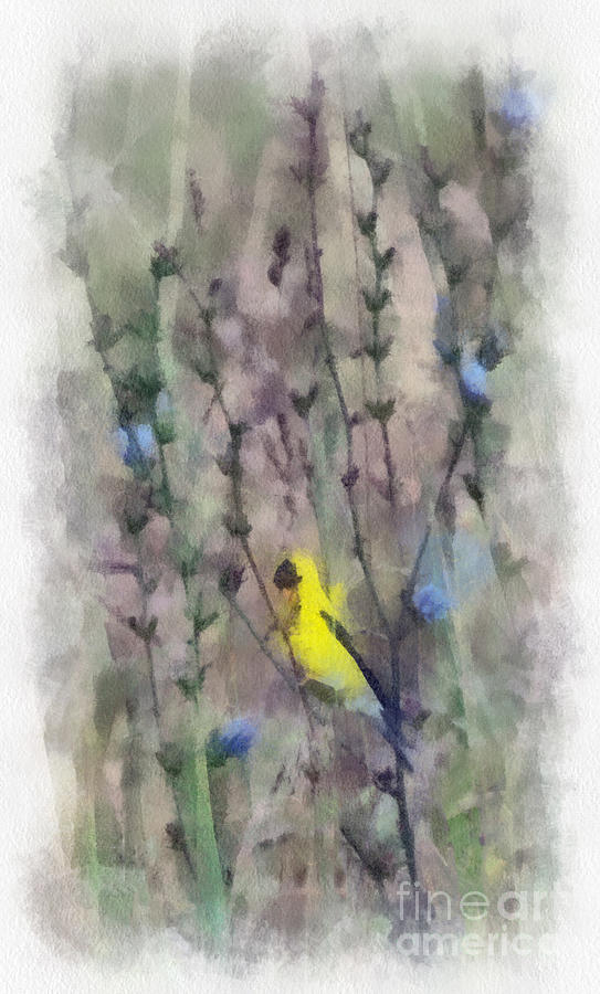 Goldfinch In Wildflowers Photograph by Kerri Farley