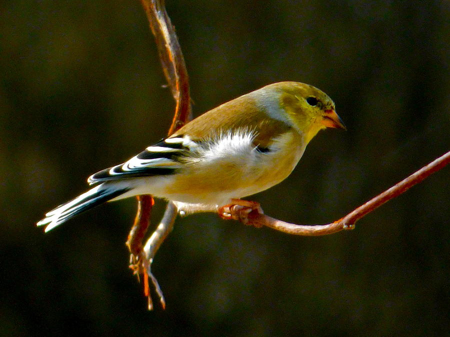 Winter Photograph - Goldfinch by Jean Wright