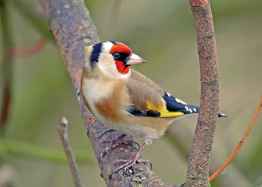 Goldfinch Photograph by Kevspix